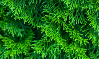 Alle Pflanzenteile von Thuja Smaragd sind giftig
