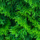 Alle Pflanzenteile von Thuja Smaragd sind giftig