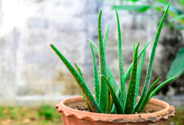 Aloe Vera auf dem Balkon - so gedeiht sie prächtig!