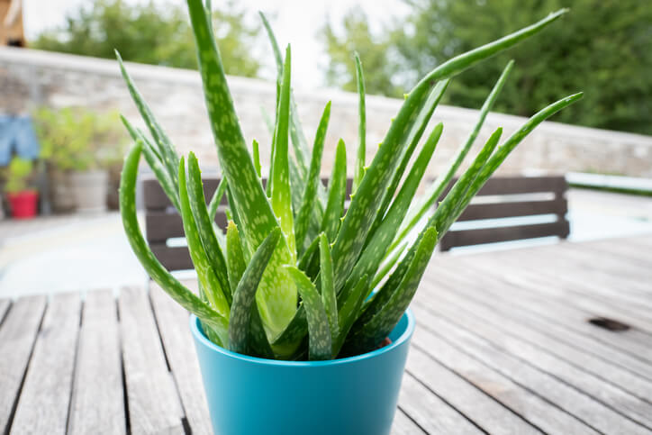 Aloe Vera - auf dem Balkon