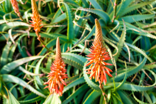 Aloe Vera - wann ist die Blütezeit