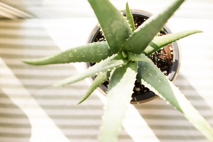 Aloe Vera – richtige Pflege