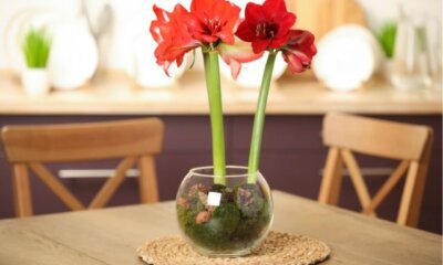 Amaryllis im Glas - so gedeiht sie bestens!