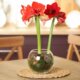 Amaryllis im Glas - so gedeiht sie bestens!