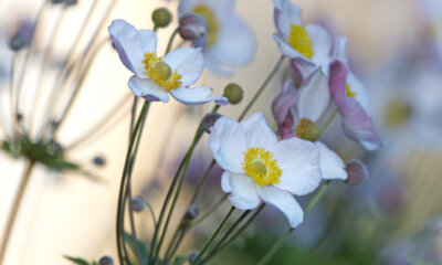 Anemone überwintern - nützliche Tipps