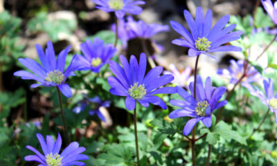 Anemonen - wann blühen die verschiedenen Sorten