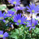 Anemonen - wann blühen die verschiedenen Sorten