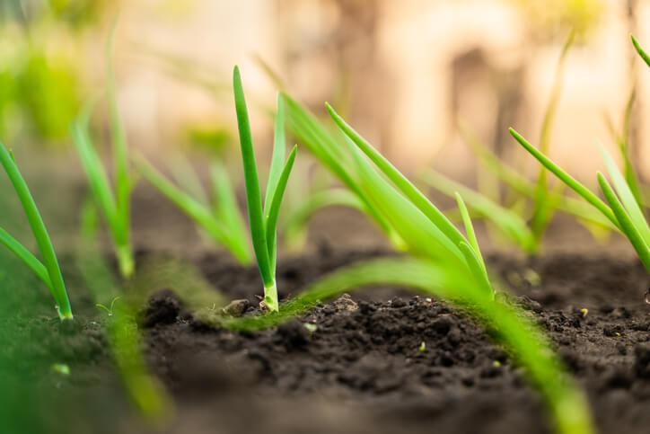 Anzucht und Aussaat von Frühlingszwiebeln