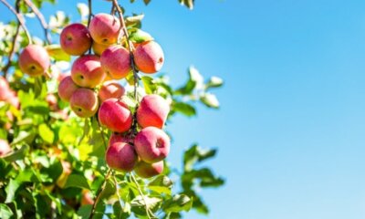 Apfelbaum - Ernte und Rückschnitt im Herbst