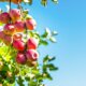 Apfelbaum - Ernte und Rückschnitt im Herbst