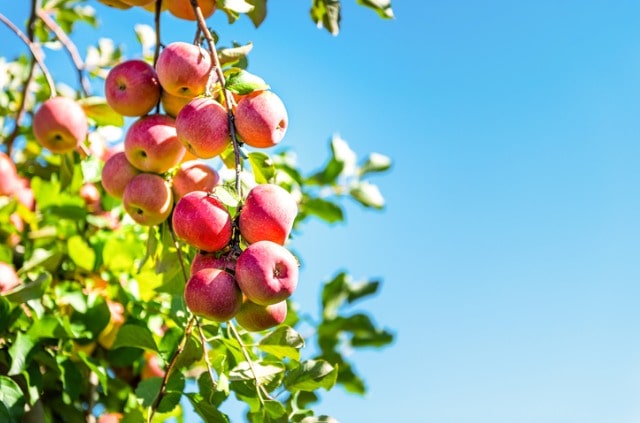 Apfelbaum - Ernte und Rückschnitt im Herbst