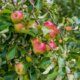 Apfelbaum - Pflegetipps zum Gießen, Düngen und Schneiden