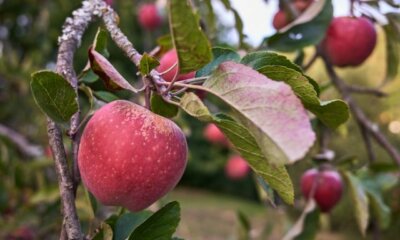 Apfelbaum - was kann man gegen braune Blätter tun