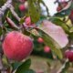 Apfelbaum - was kann man gegen braune Blätter tun