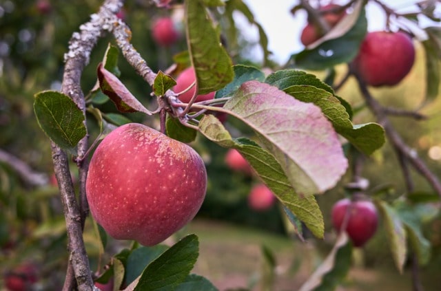 Apfelbaum - was kann man gegen braune Blätter tun