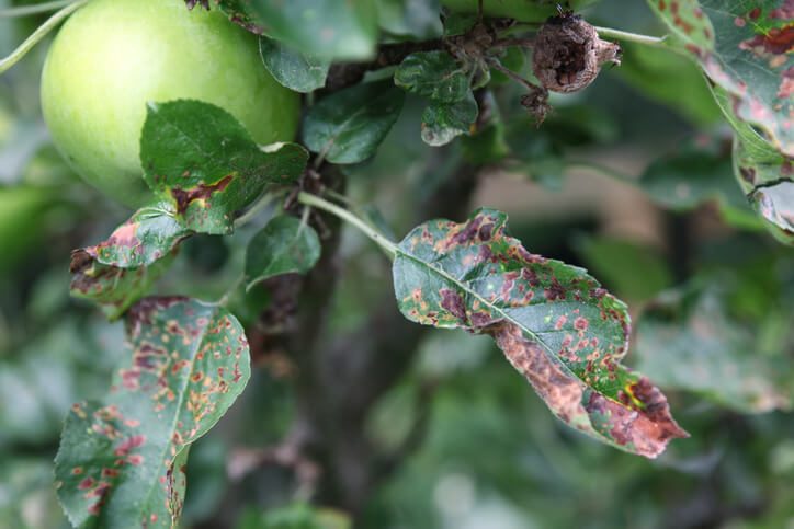 Apfelschorf – die häufigste Ursache für braune Blätter an Apfelbäumen