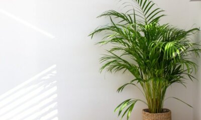 Areca Palme hat braune Blätter - mögliche Ursachen