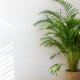 Areca Palme hat braune Blätter - mögliche Ursachen