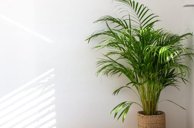 Areca Palme hat braune Blätter - mögliche Ursachen
