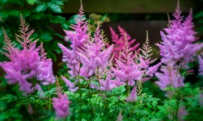 Astilbe - ist die exotische Pflanze giftig