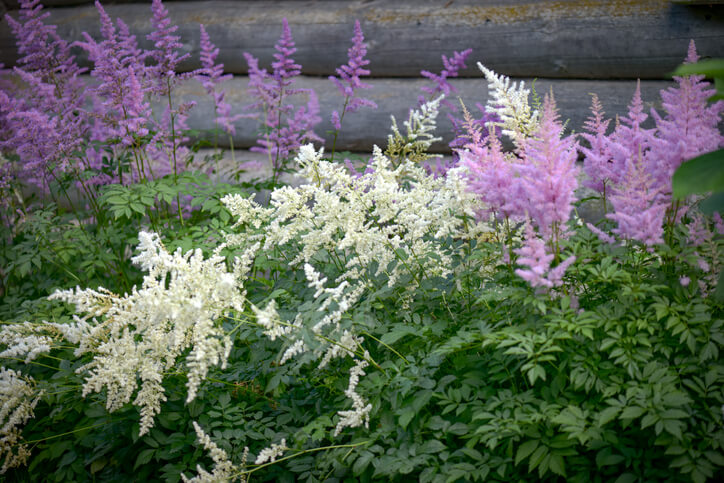 Astilben im Schatten