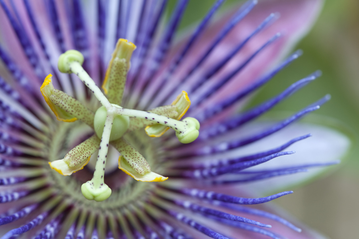 Aufbau der Passionsblume