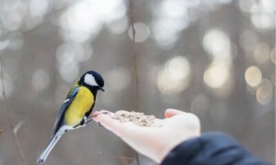 Aufzucht von Meisen - was tun, wenn man einen Jungvogel findet