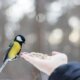 Aufzucht von Meisen - was tun, wenn man einen Jungvogel findet
