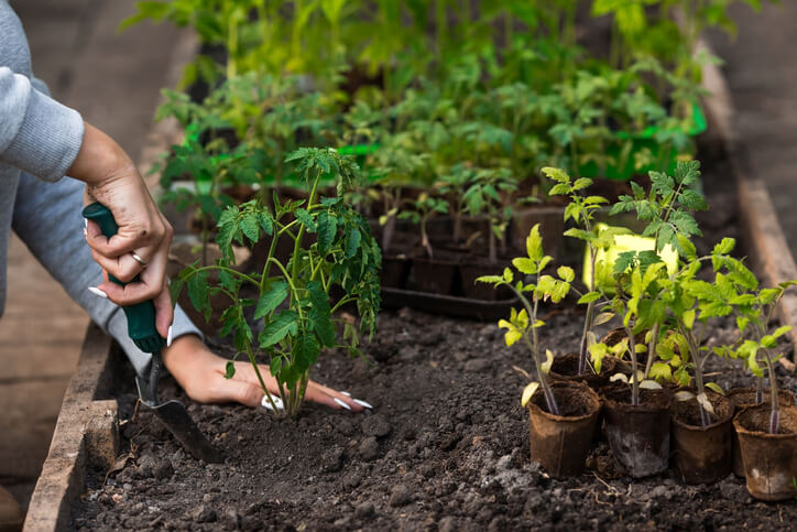 Aussaat und Pflanzung