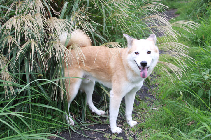 Auswirkungen auf Haustiere