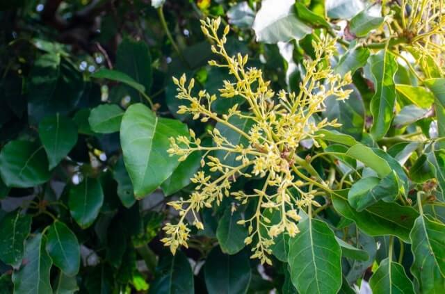 Avocado Blüte - das sollten Sie wissen!