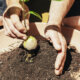 Avocado anbauen - der ideale pH-Wert der Erde
