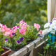 Balkonkästen im Halbschatten - welche Pflanzen benötigen nicht viel Sonne