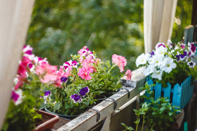 Balkonkästen im Halbschatten - welche Pflanzen benötigen nicht viel Sonne