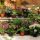 Balkonpflanzen im Juli - worauf Sie bei der richtigen Pflege Acht geben sollten!