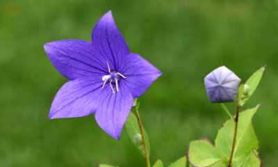 Ballonblume - ist die Pflanze giftig