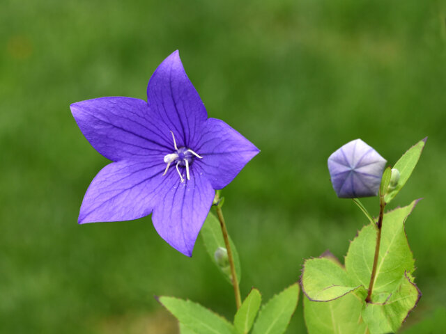Ballonblume - ist die Pflanze giftig