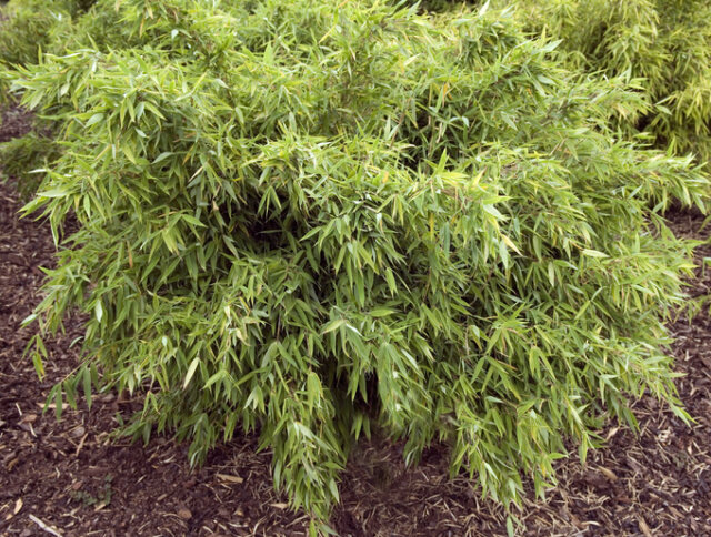 Bambus Fargesia – Wachstum beschleunigen