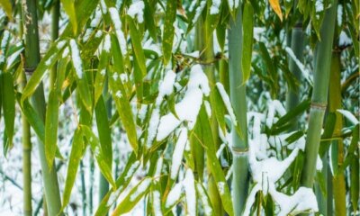 Bambus im Winter - wie Sie ihn richtig schützen!