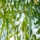 Bambus im Winter - wie Sie ihn richtig schützen!