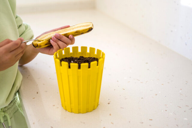 Bananen Samen aussäen