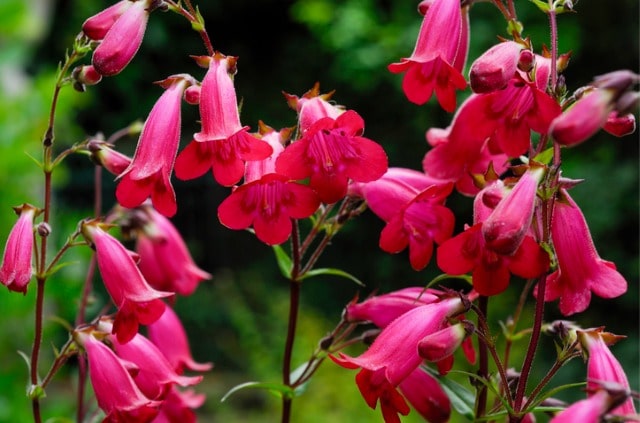 Bartfaden - wann, wie und warum schneidet man sie