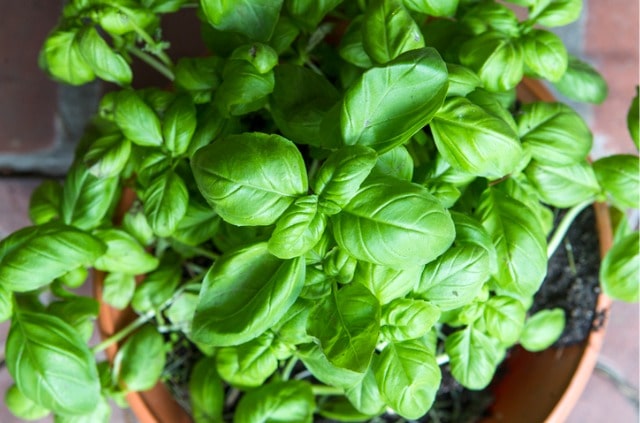 Basilikum - so beugen Sie der Verholzung vor!