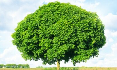 Baum für Halbschatten - welche Bäume vertragen ihn am besten