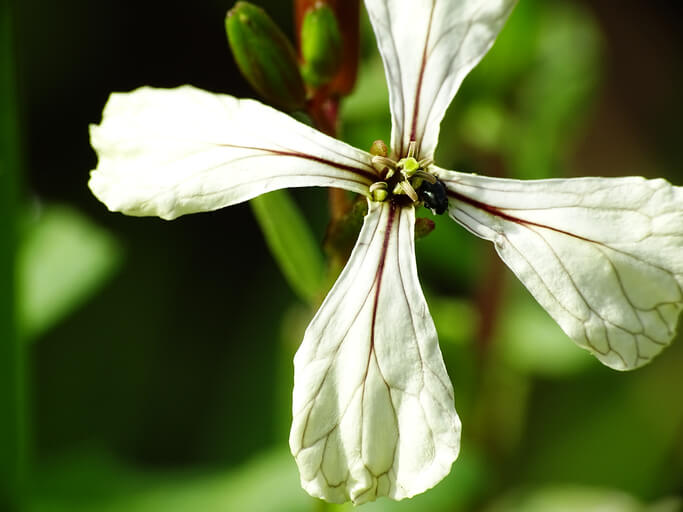 Beginn der Blütensaison