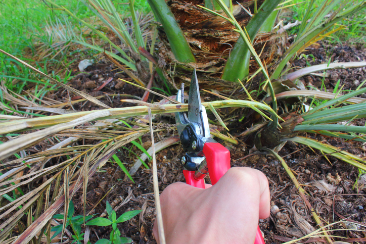 Behandlung brauner Palmwedel