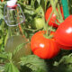 Behandlung von Tomaten mit Ackerschachtelhalm - so machen Sie es richtig!