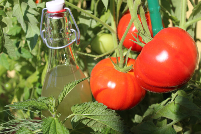 Behandlung von Tomaten mit Ackerschachtelhalm - so machen Sie es richtig!