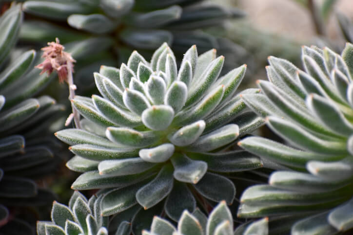 Beispiele für giftige Sukkulenten