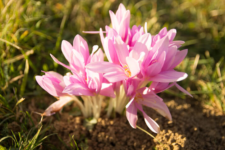 ᐅ So bekämpfen Sie Herbstzeitlose wichtige Hinweise